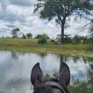 Buitenritten Afrikaanse bush Hwange - Zimbabwe - Afbeelding 16