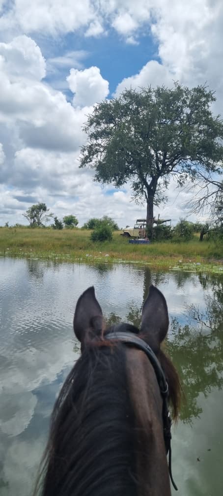 Buitenritten Afrikaanse bush Hwange - Zimbabwe