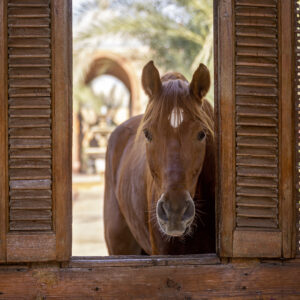 8-daagse Paardrijtocht Palmen, Piramides en Farao’s Luxor - Rode Zee - Caïro Egypte - Afbeelding 6