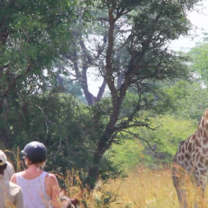 Buitenritten Afrikaanse bush Hwange - Zimbabwe - Afbeelding 23