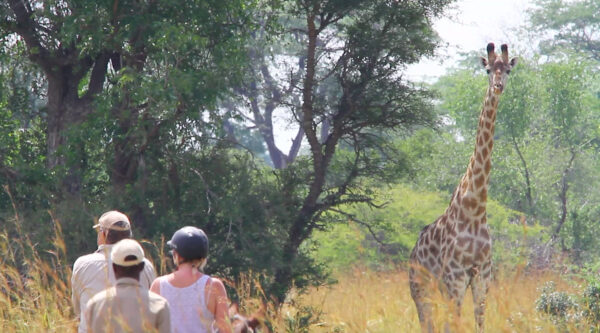 Buitenritten Afrikaanse bush Hwange - Zimbabwe