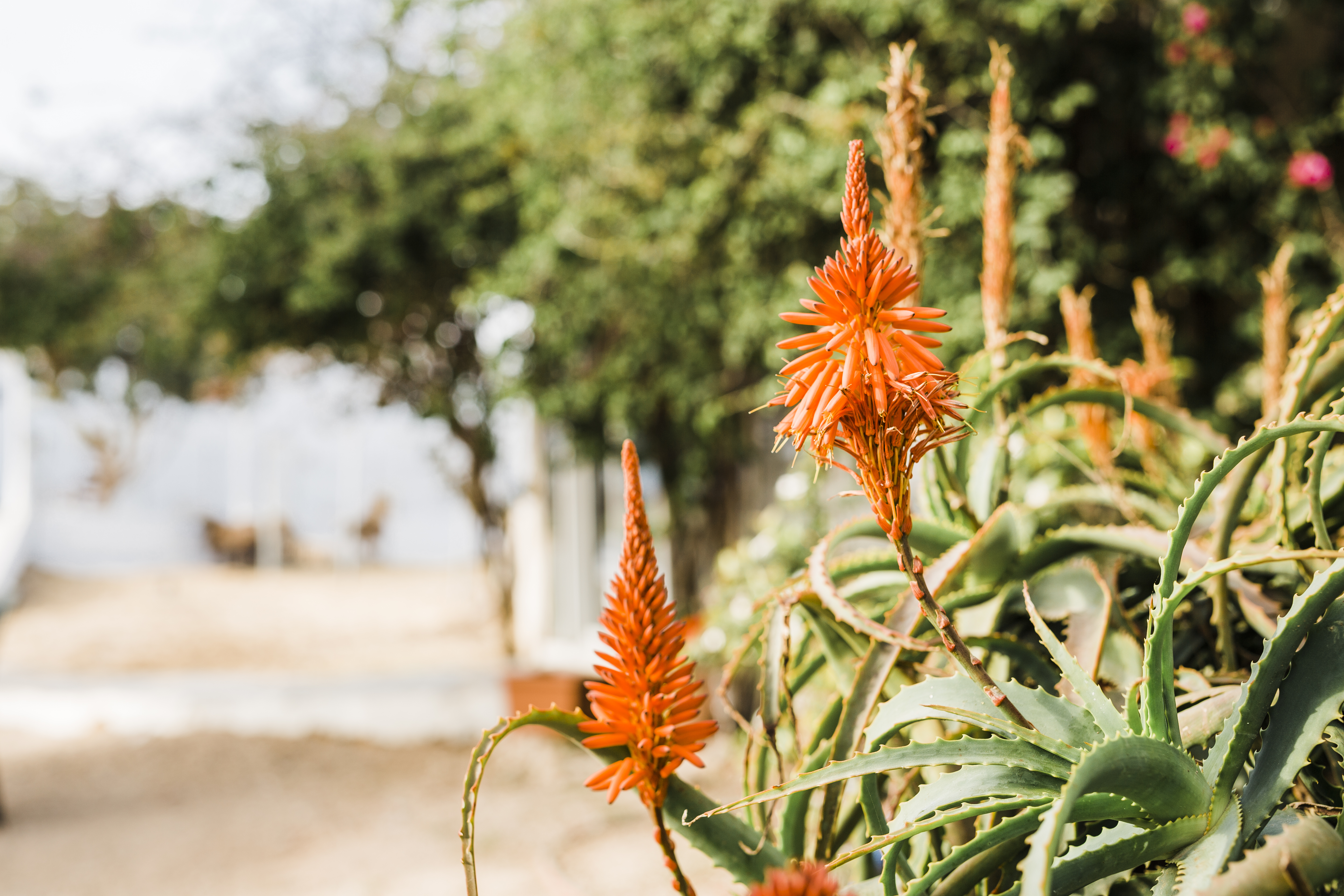 8-daagse paardrijvakantie: dagtochten natuurreservaat La Mata Valencia - Spanje - Afbeelding 20
