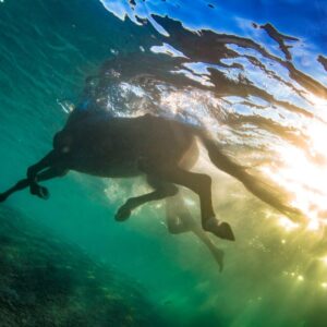 Privérit strand en zwemmen met paarden Rode Zee, Hurghada - Egypte - Afbeelding 3