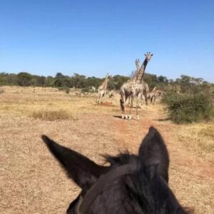 5-daagse Paardensafari aan de rand van Bulawayo - Zimbabwe - Afbeelding 3