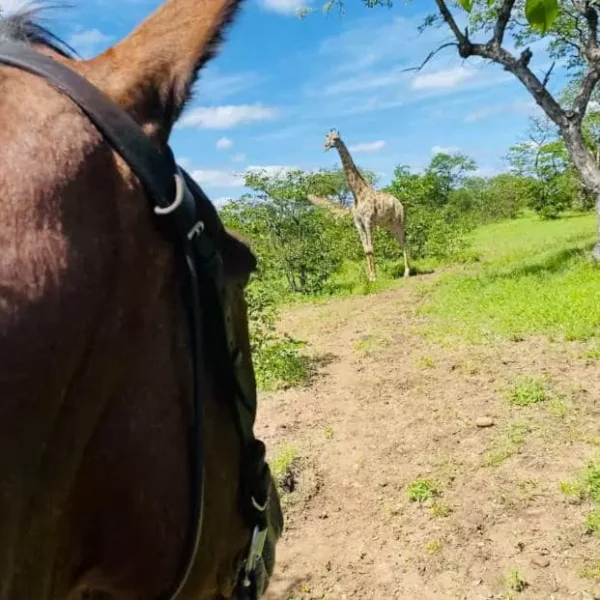 5-daagse Paardensafari aan de rand van Bulawayo - Zimbabwe