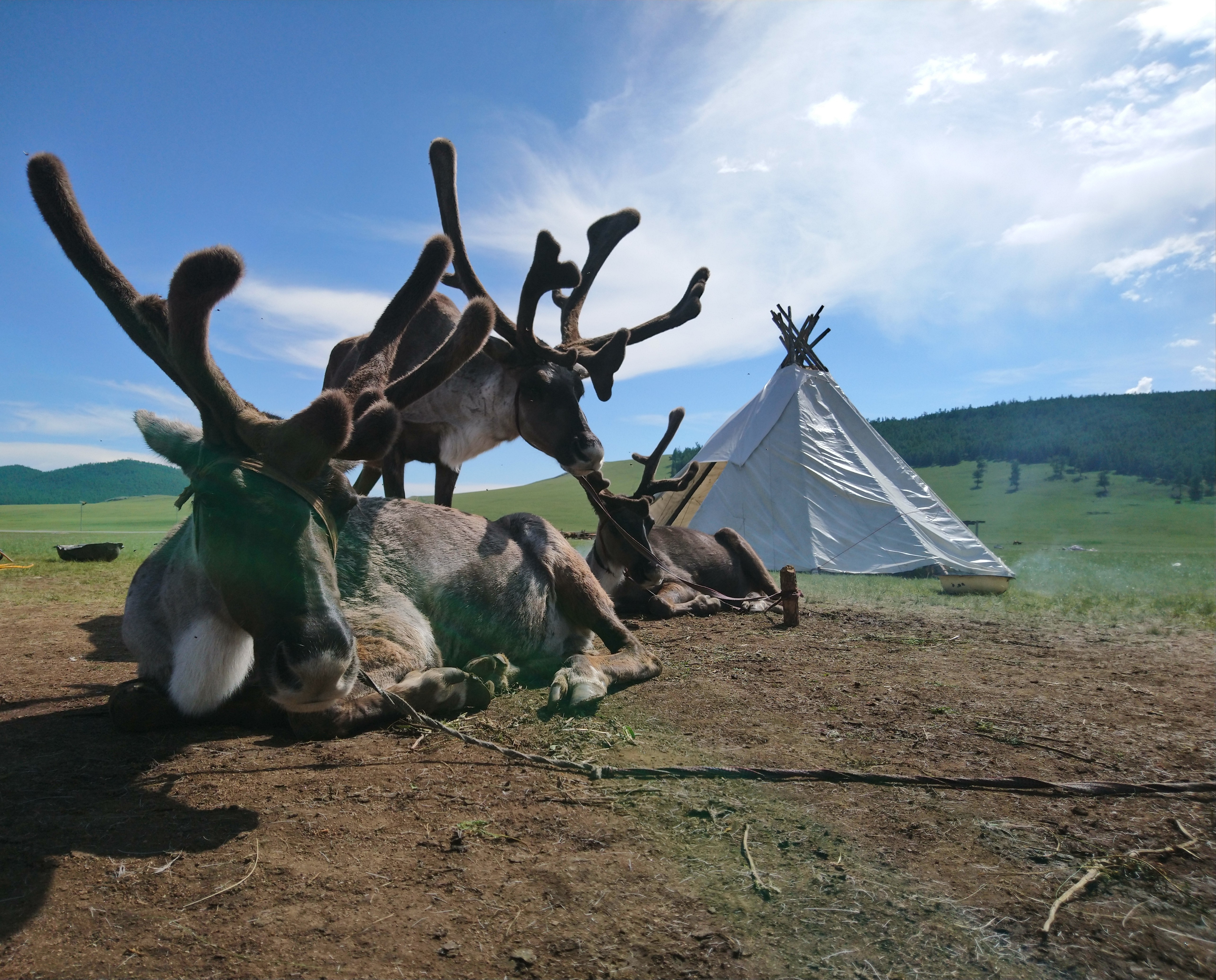 11-daagse Paardrijtocht Noord-Mongolië - Mongolië - Afbeelding 31