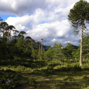 4-daagse paardrijtocht in Huerquehue National Park - Chili - Afbeelding 16