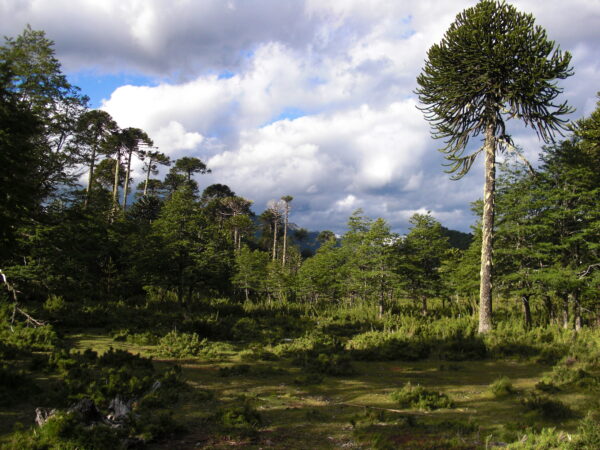 4-daagse paardrijtocht in Huerquehue National Park - Chili