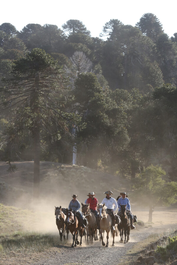 4-daagse paardrijtocht in Nationaal Park Villarrica - Chili