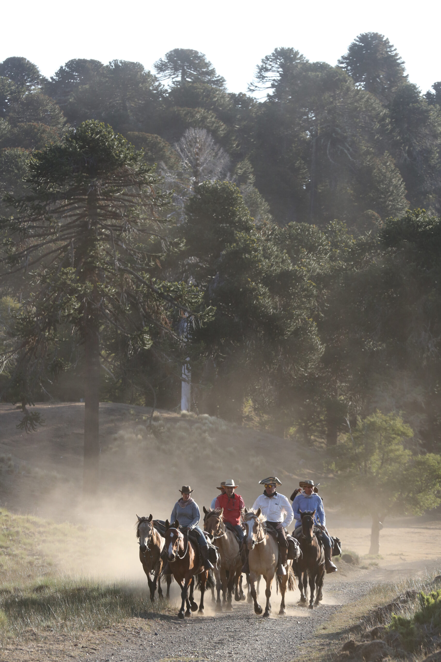 4-daagse paardrijtocht in Nationaal Park Villarrica - Chili - Afbeelding 17