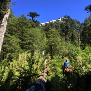 8-daagse paardrijtocht door Villarrica en Huerquehue National Park - Chili - Afbeelding 28