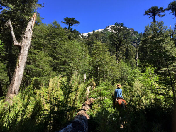 8-daagse paardrijtocht door Villarrica en Huerquehue National Park - Chili