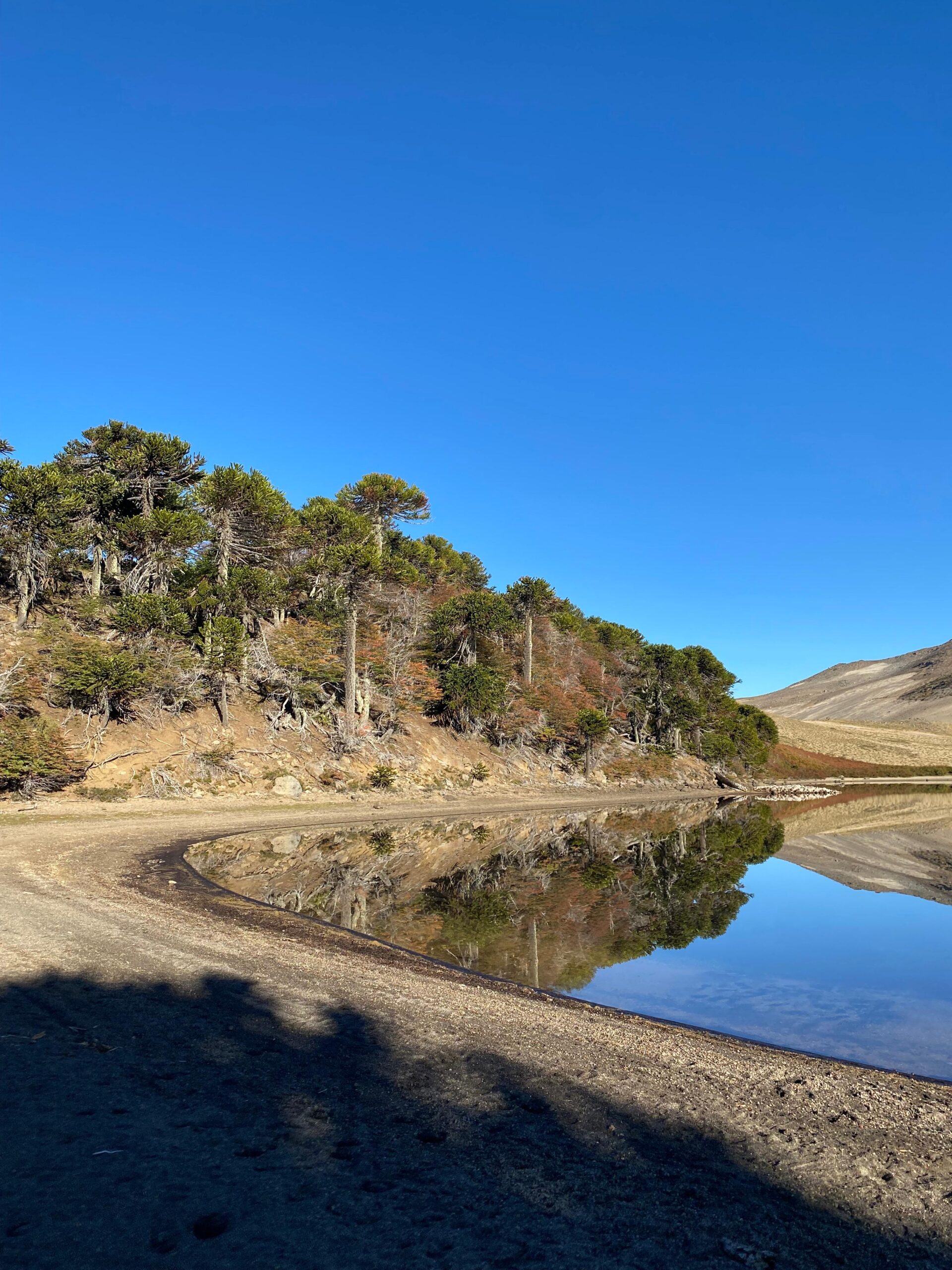 4-daagse paardrijtocht in Nationaal Park Villarrica - Chili - Afbeelding 41