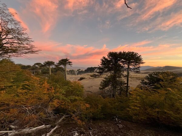 8-daagse paardrijtocht door Villarrica en Huerquehue National Park - Chili