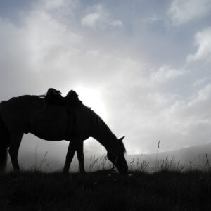 9-, 10- of 11-daagse paardrijtocht: De Andes oversteken - Chili naar Argentinië - Afbeelding 32