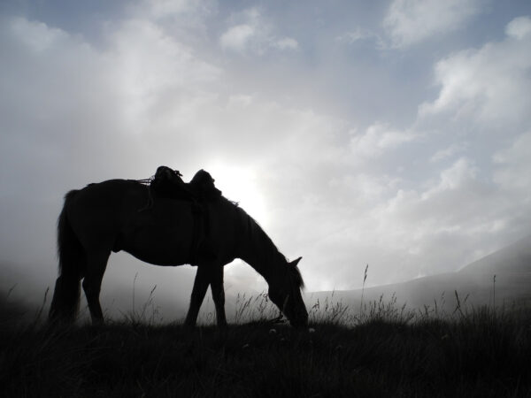 9-, 10- of 11-daagse paardrijtocht: De Andes oversteken - Chili naar Argentinië