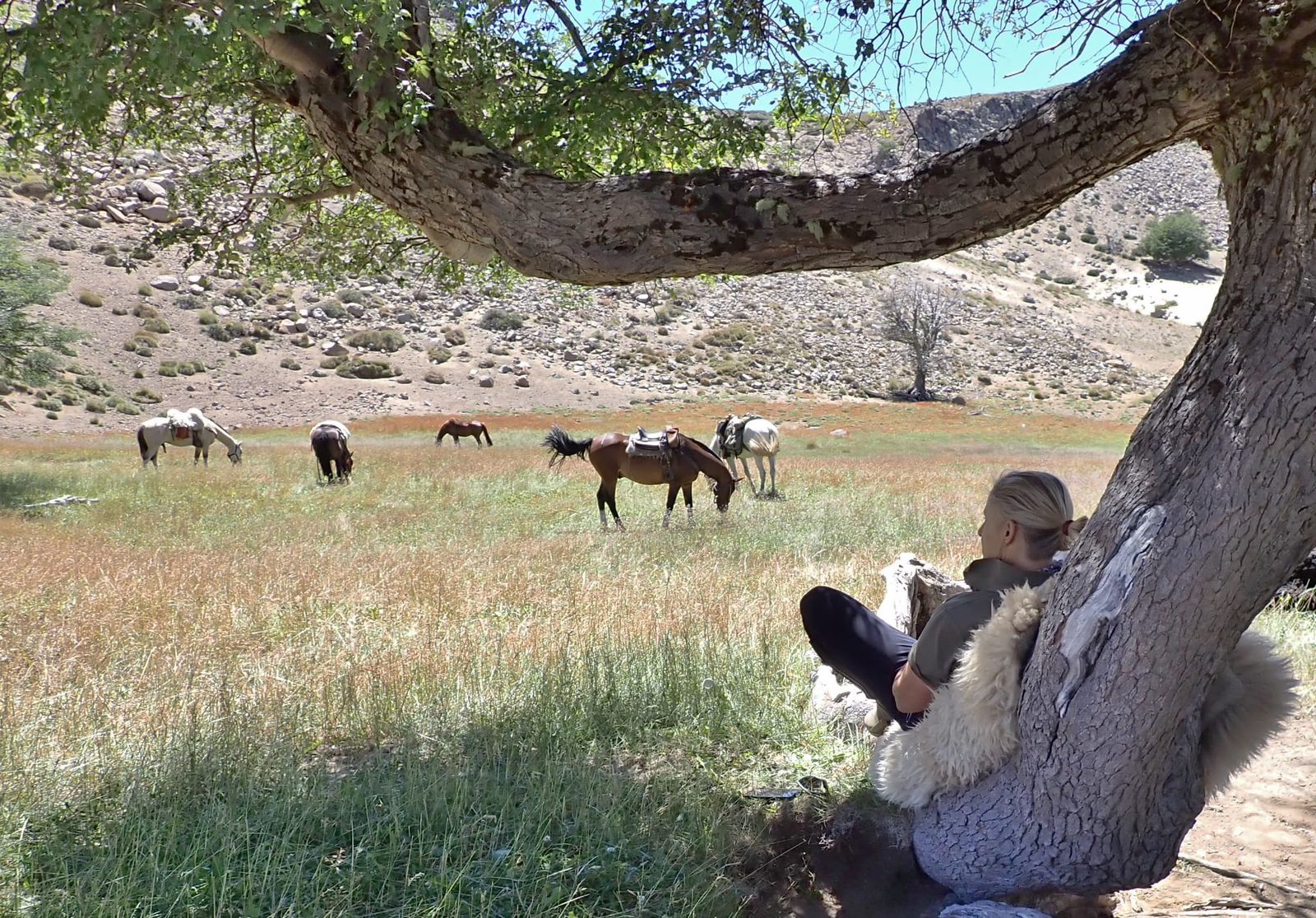 8-daagse paardrijtocht door Villarrica en Huerquehue National Park - Chili - Afbeelding 41