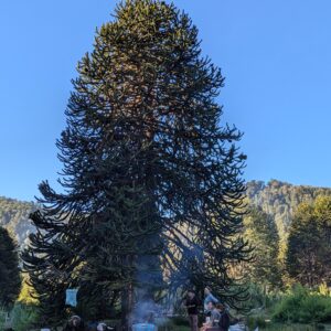 4-daagse paardrijtocht in Huerquehue National Park - Chili - Afbeelding 31