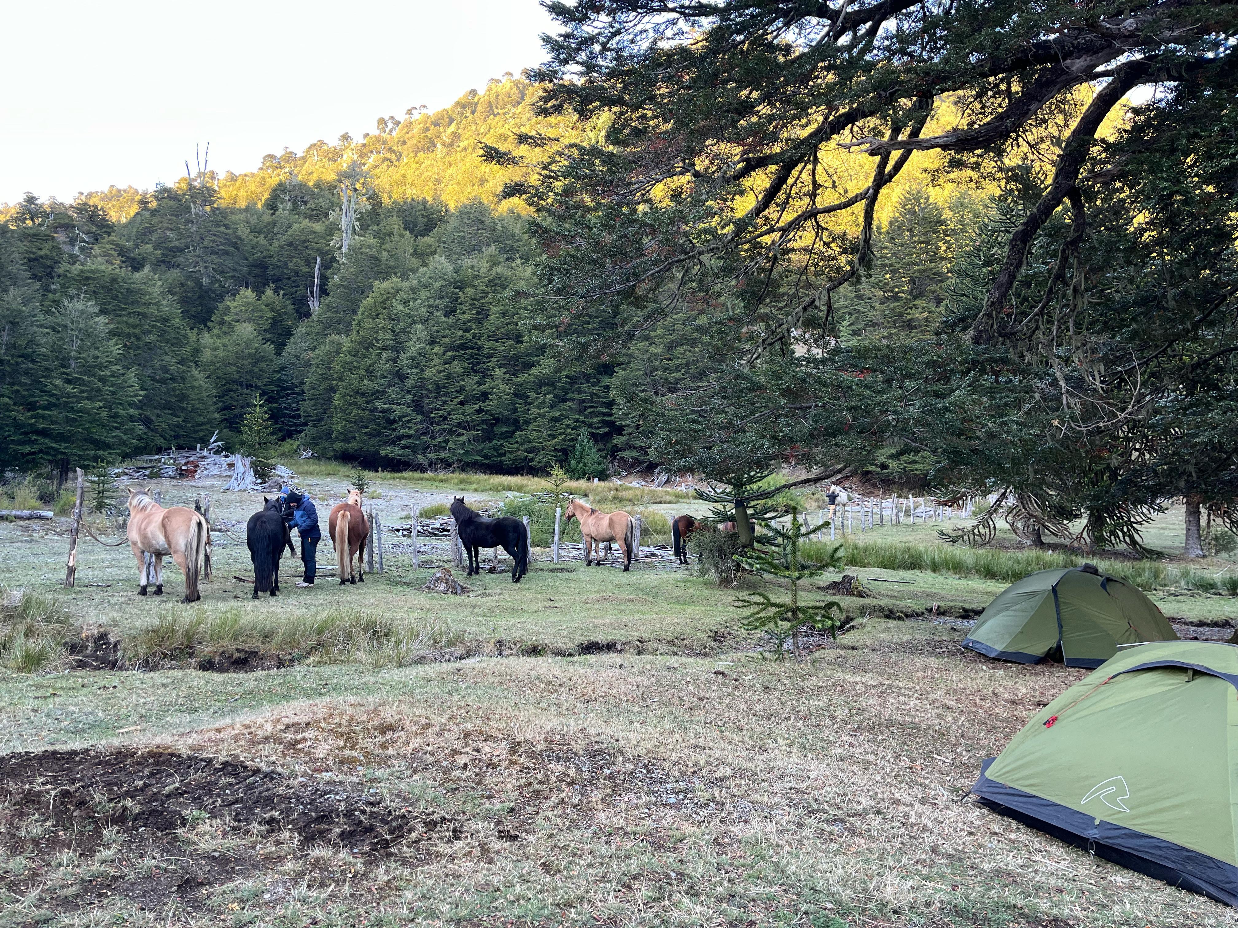 8-daagse paardrijtocht door Villarrica en Huerquehue National Park - Chili - Afbeelding 39