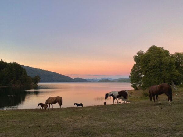 9-, 10- of 11-daagse paardrijtocht: De Andes oversteken - Chili naar Argentinië