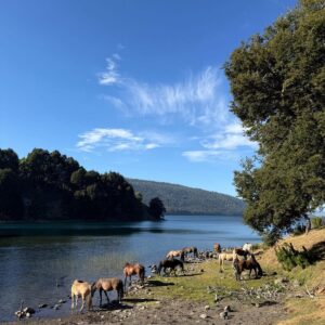 8-daagse paardrijtocht door Villarrica en Huerquehue National Park - Chili - Afbeelding 38