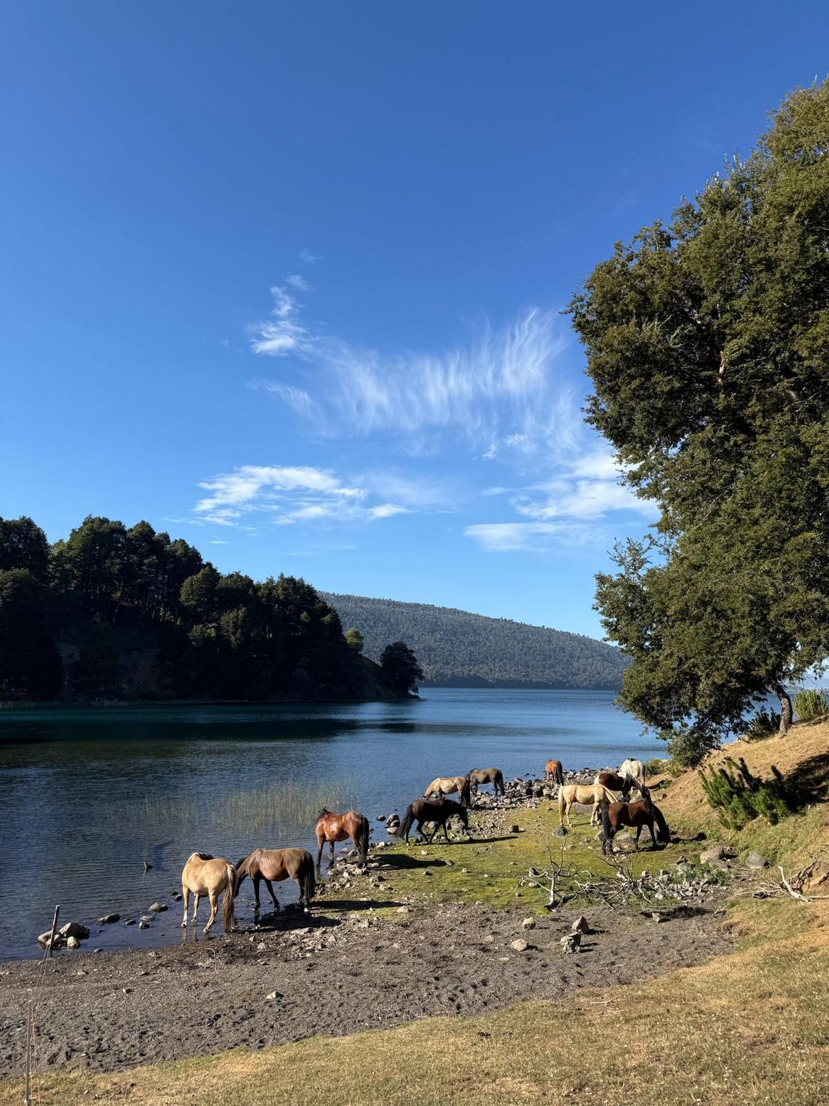 8-daagse paardrijtocht door Villarrica en Huerquehue National Park - Chili