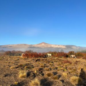 8-daagse paardrijtocht door Villarrica en Huerquehue National Park - Chili - Afbeelding 37