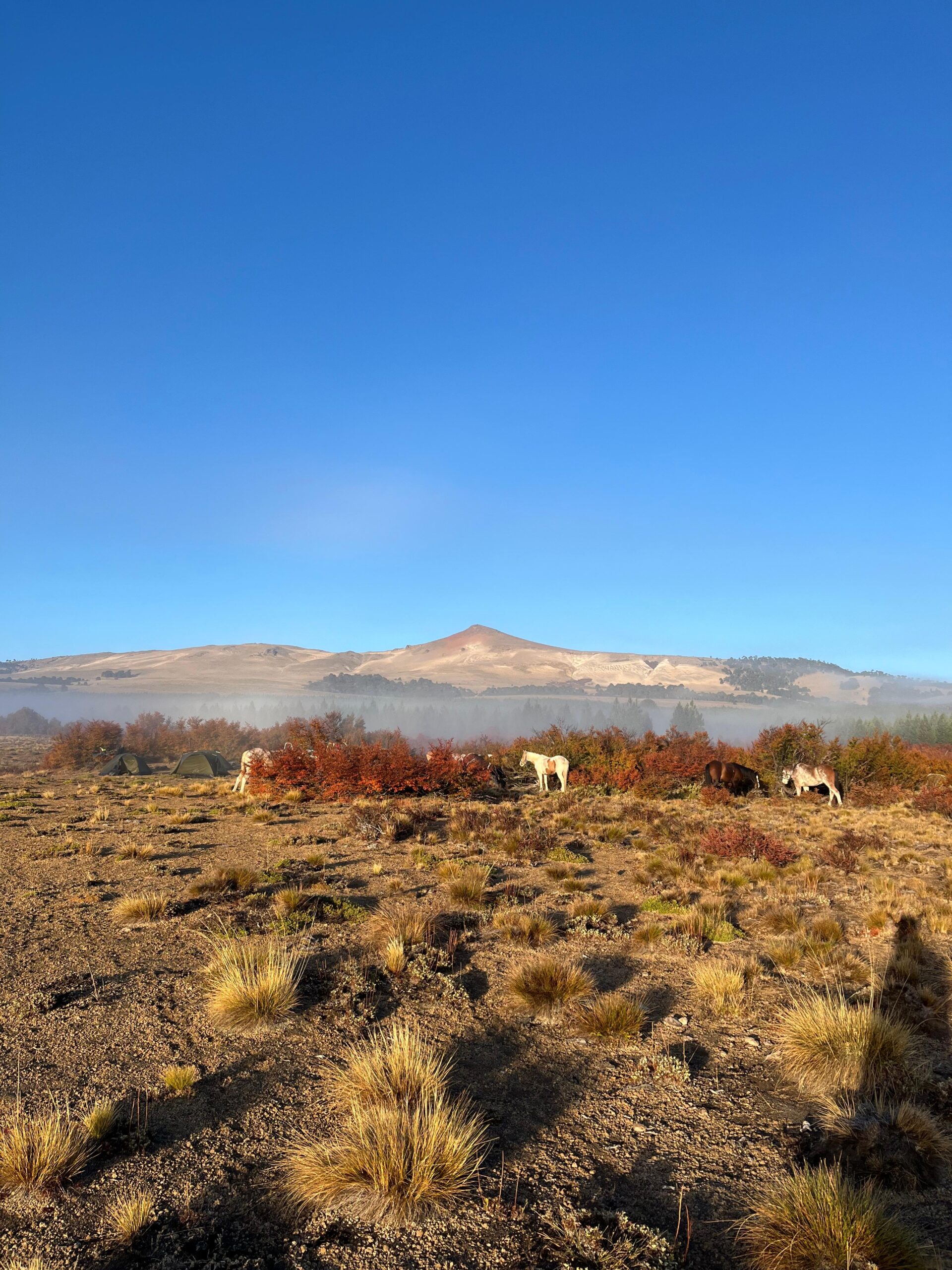 8-daagse paardrijtocht door Villarrica en Huerquehue National Park - Chili - Afbeelding 37