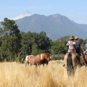 9-, 10- of 11-daagse paardrijtocht: De Andes oversteken - Chili naar Argentinië - Afbeelding 24