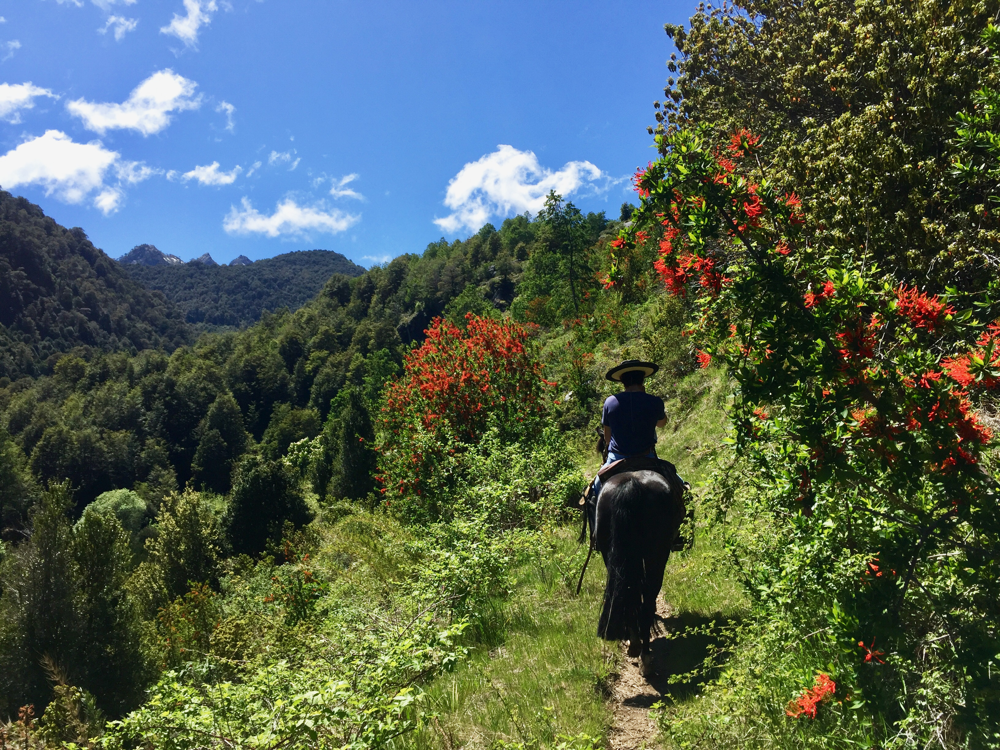 4-daagse paardrijtocht in Nationaal Park Villarrica - Chili - Afbeelding 16