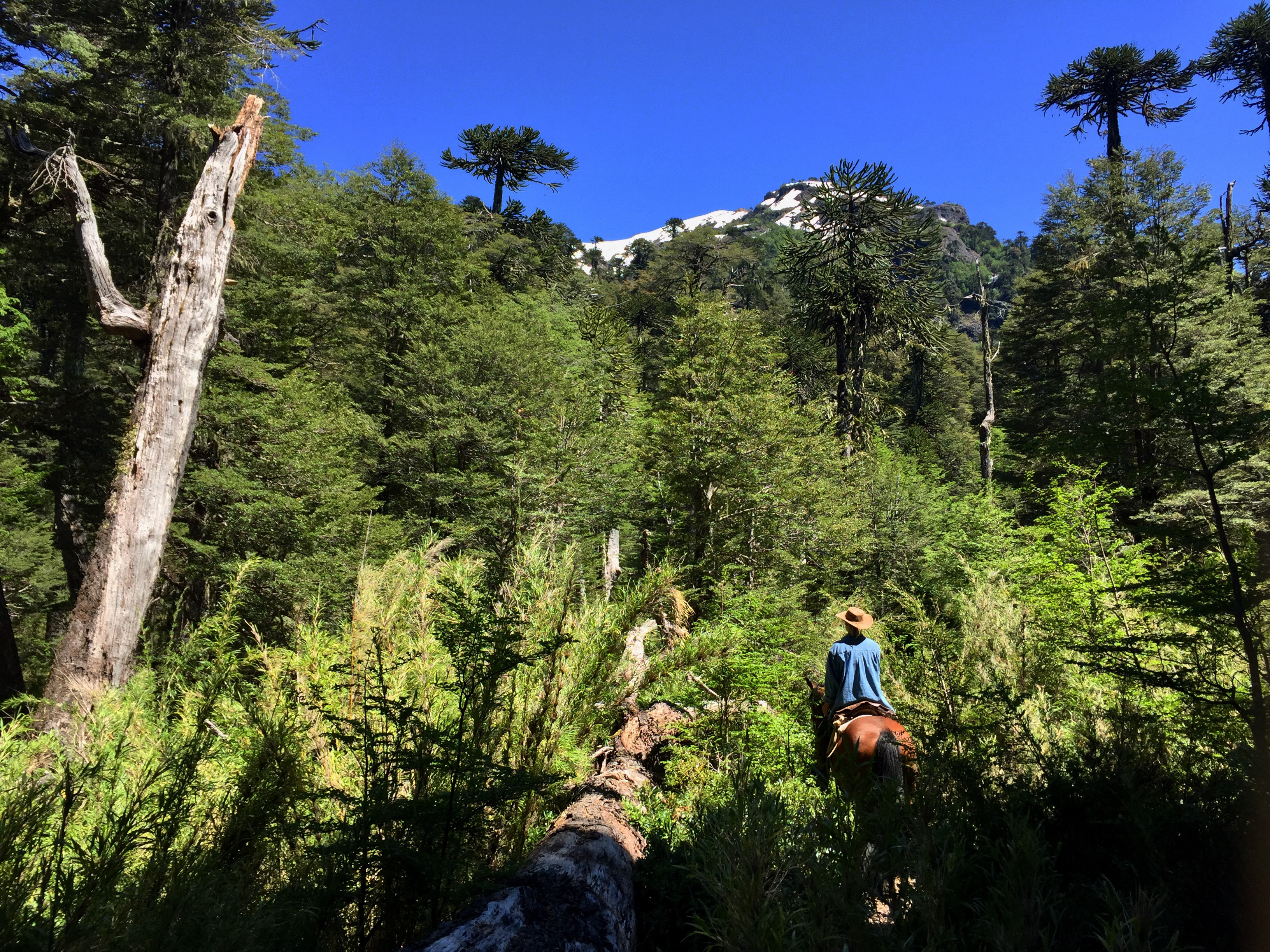 4-daagse paardrijtocht in Huerquehue National Park - Chili - Afbeelding 13