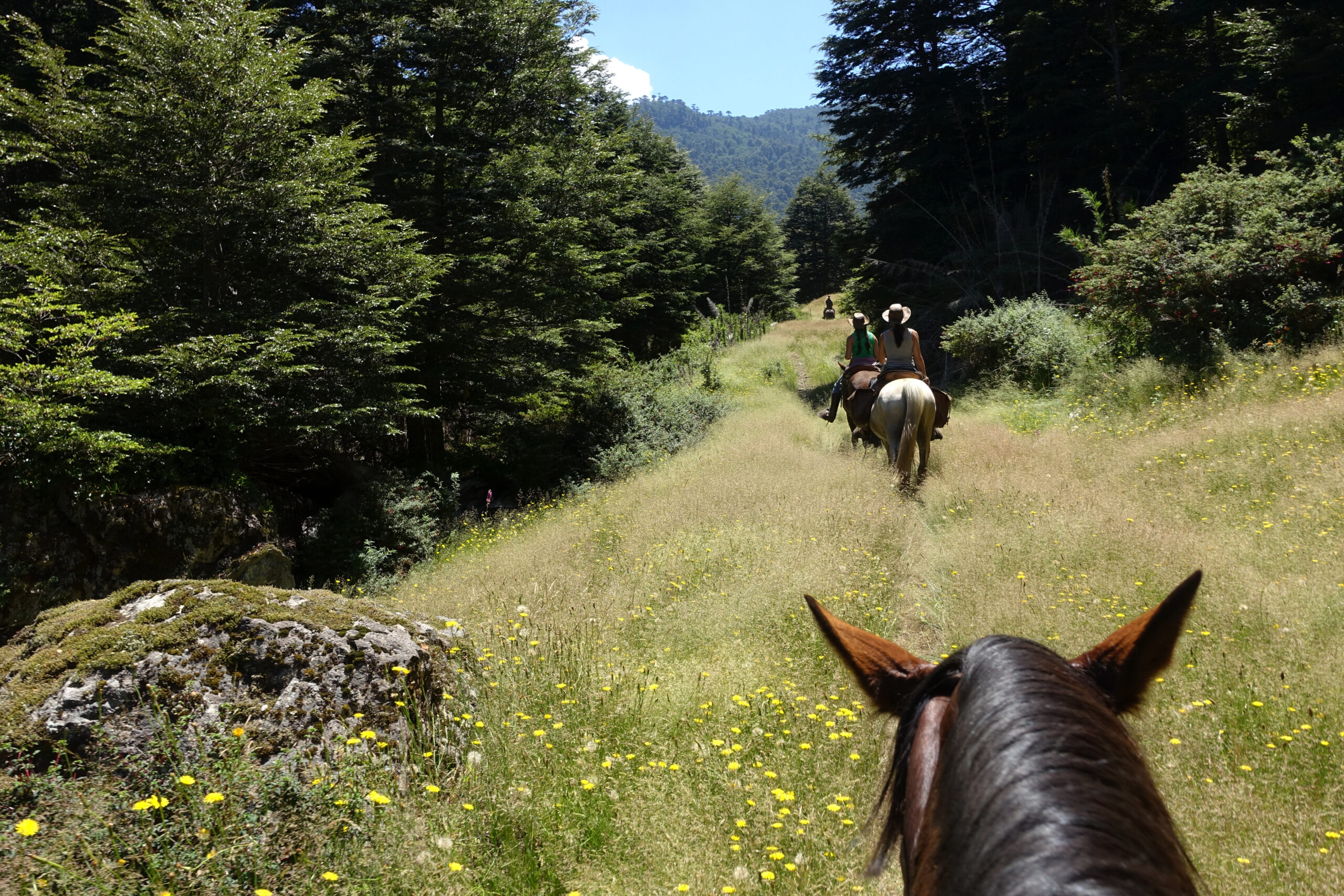 8-daagse paardrijtocht door Villarrica en Huerquehue National Park - Chili - Afbeelding 25