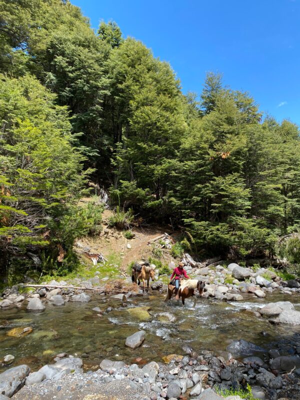 4-daagse paardrijtocht in Nationaal Park Villarrica - Chili