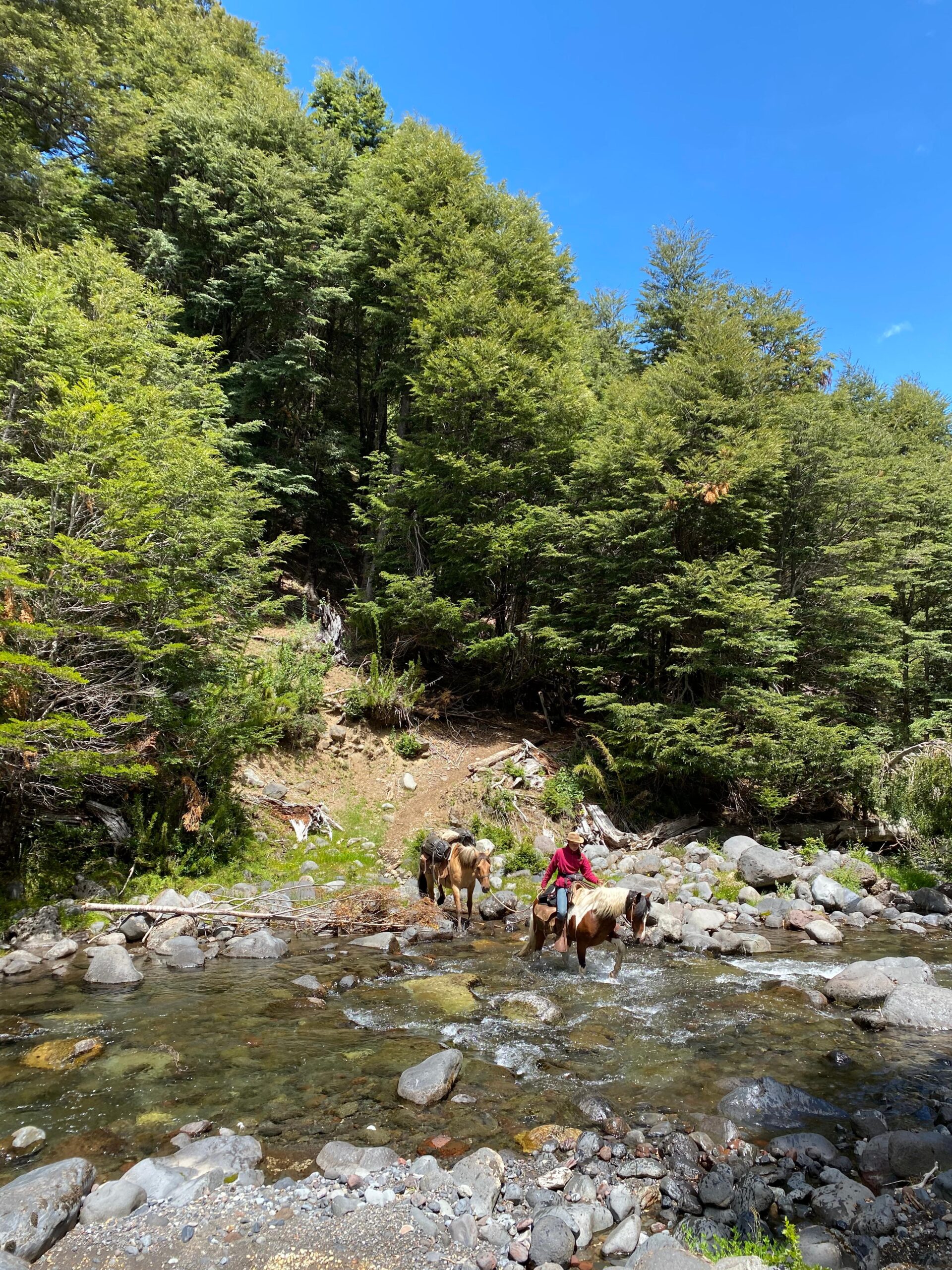 4-daagse paardrijtocht in Nationaal Park Villarrica - Chili - Afbeelding 30