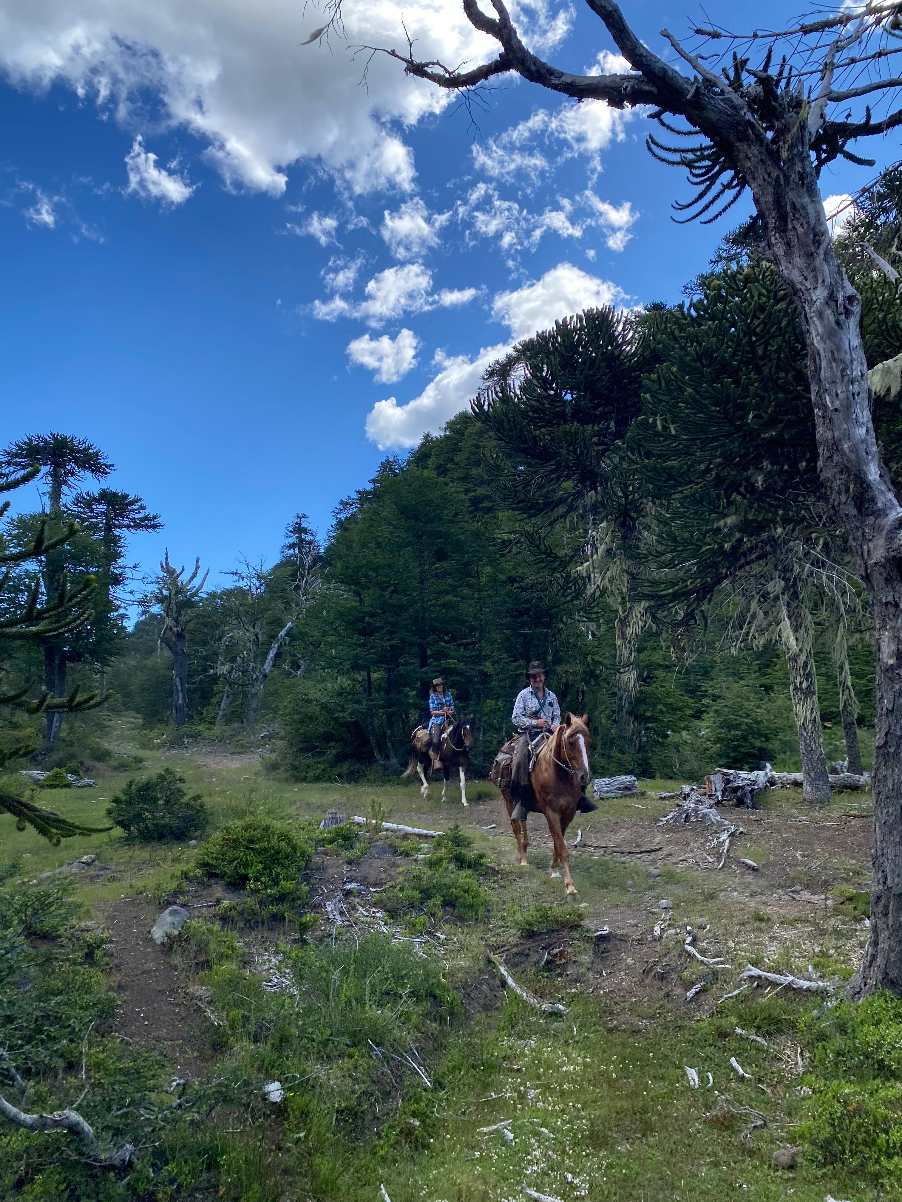9-, 10- of 11-daagse paardrijtocht: De Andes oversteken - Chili naar Argentinië - Afbeelding 23