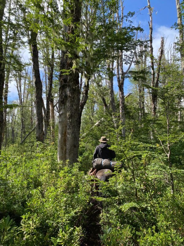 4-daagse paardrijtocht in Huerquehue National Park - Chili