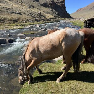 12-daagse Paardrijtocht Altai-gebergte - Mongolië - Afbeelding 10
