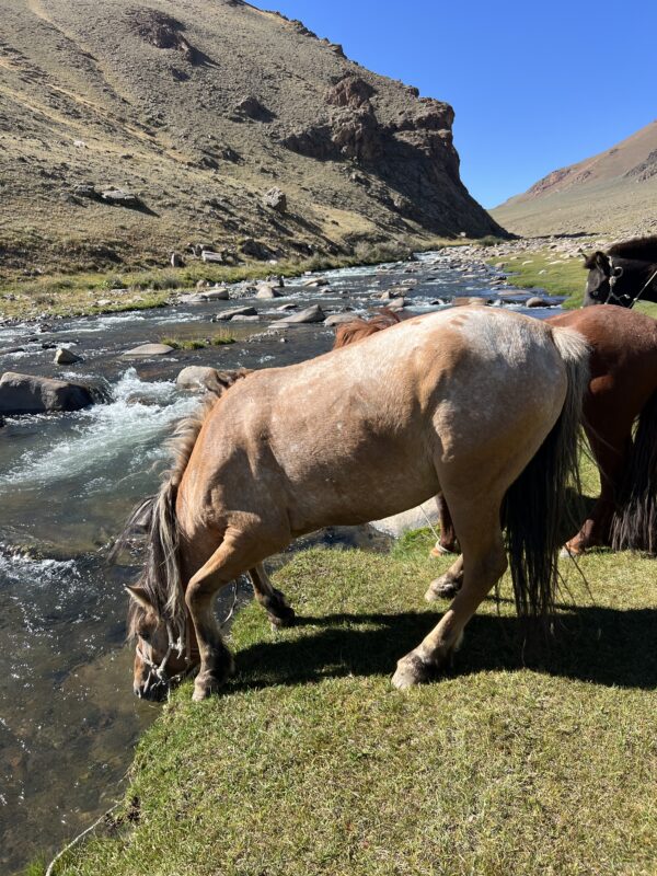 12-daagse Paardrijtocht Altai-gebergte - Mongolië