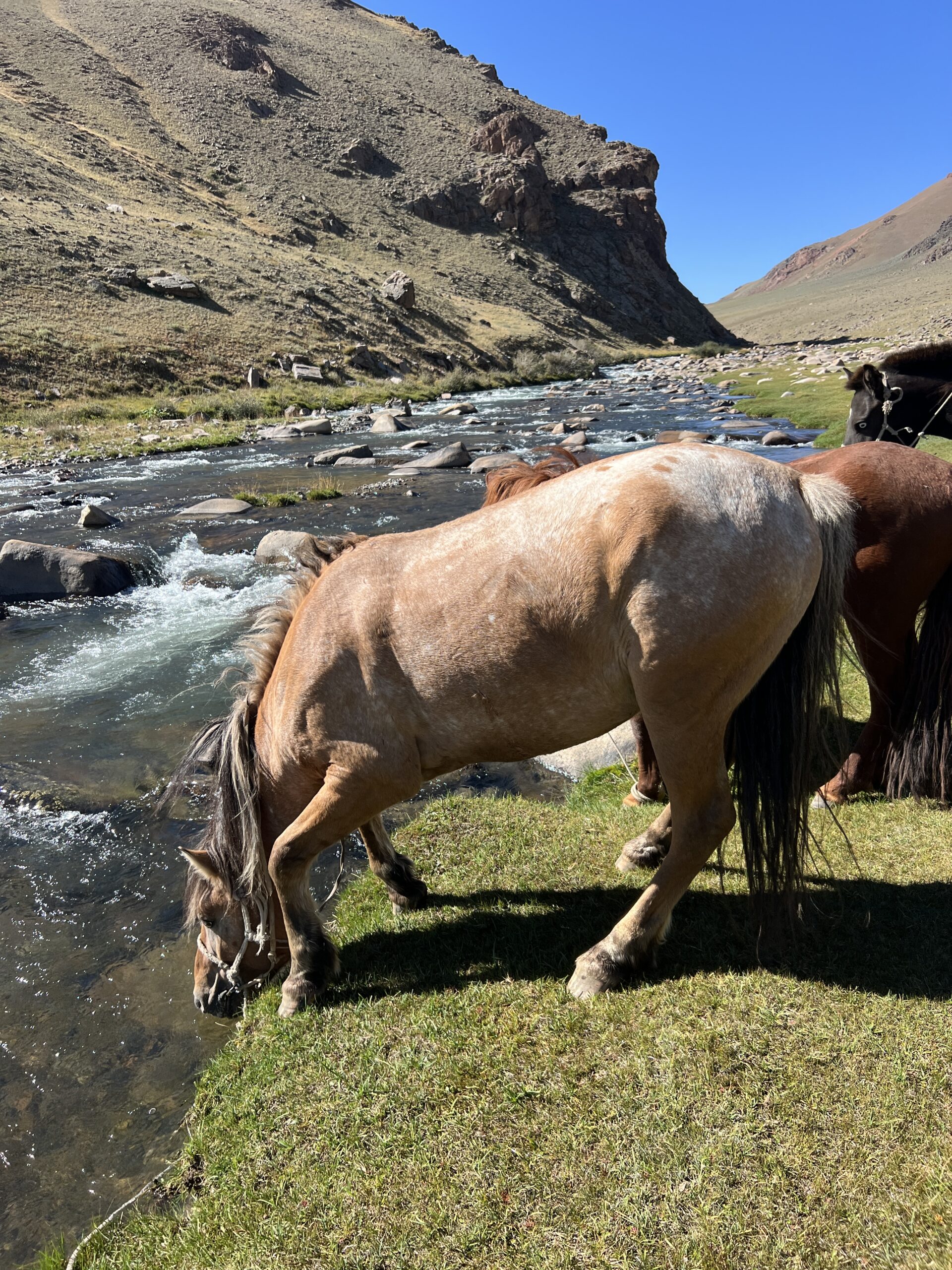 12-daagse Paardrijtocht Altai-gebergte - Mongolië - Afbeelding 10