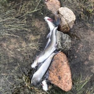 12-daagse Paardrijtocht Altai-gebergte - Mongolië - Afbeelding 14