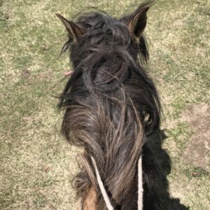 7-daagse Paardrijtocht Khagiin Khar Lake - Mongolië - Afbeelding 3