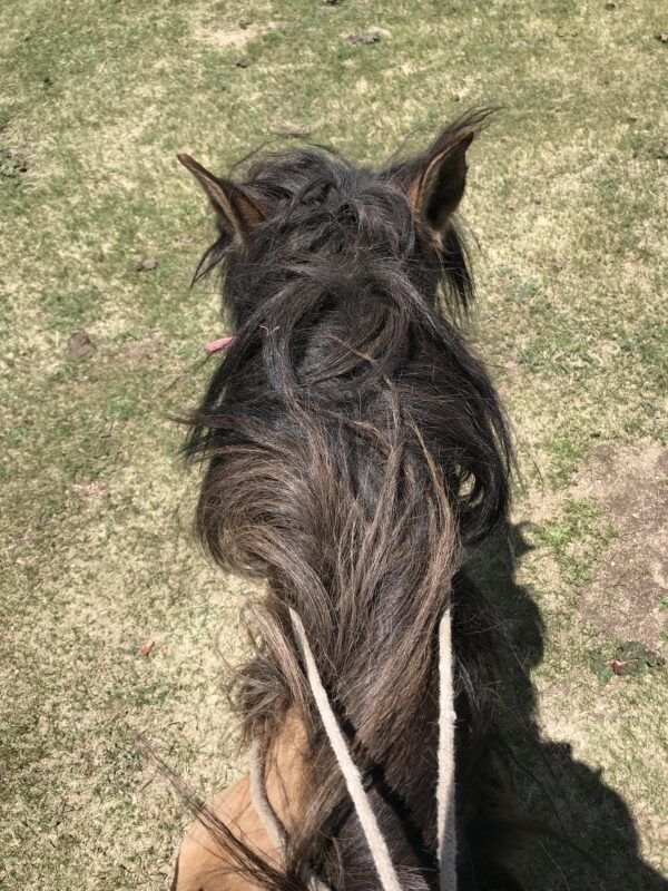 7-daagse Paardrijtocht Khagiin Khar Lake - Mongolië