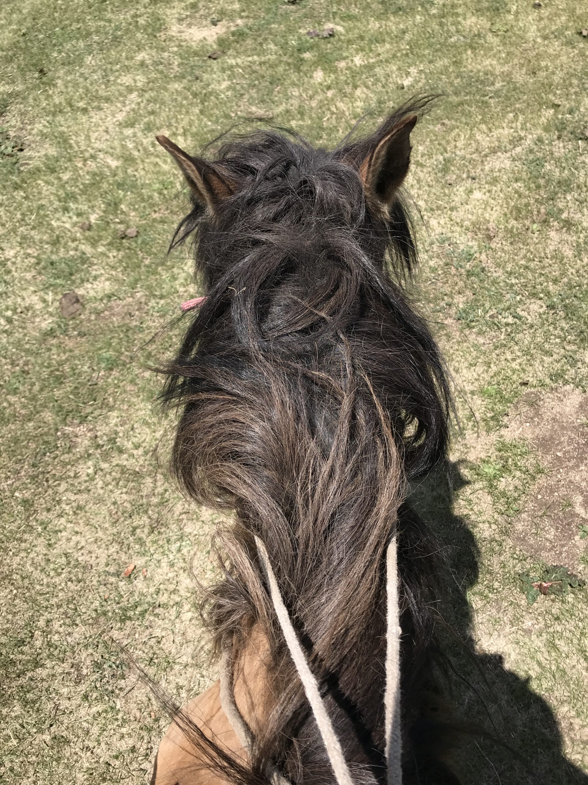 7-daagse Paardrijtocht Khagiin Khar Lake - Mongolië - Afbeelding 3