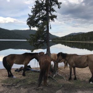 7-daagse Paardrijtocht Khagiin Khar Lake - Mongolië - Afbeelding 8
