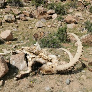 12-daagse Paardrijtocht Altai-gebergte - Mongolië - Afbeelding 30