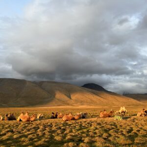 12-daagse Paardrijtocht Altai-gebergte - Mongolië - Afbeelding 24