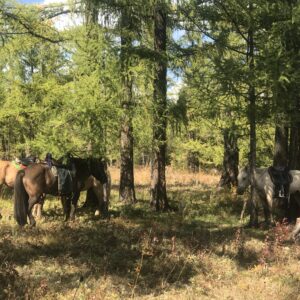 7-daagse Paardrijtocht Khagiin Khar Lake - Mongolië - Afbeelding 18
