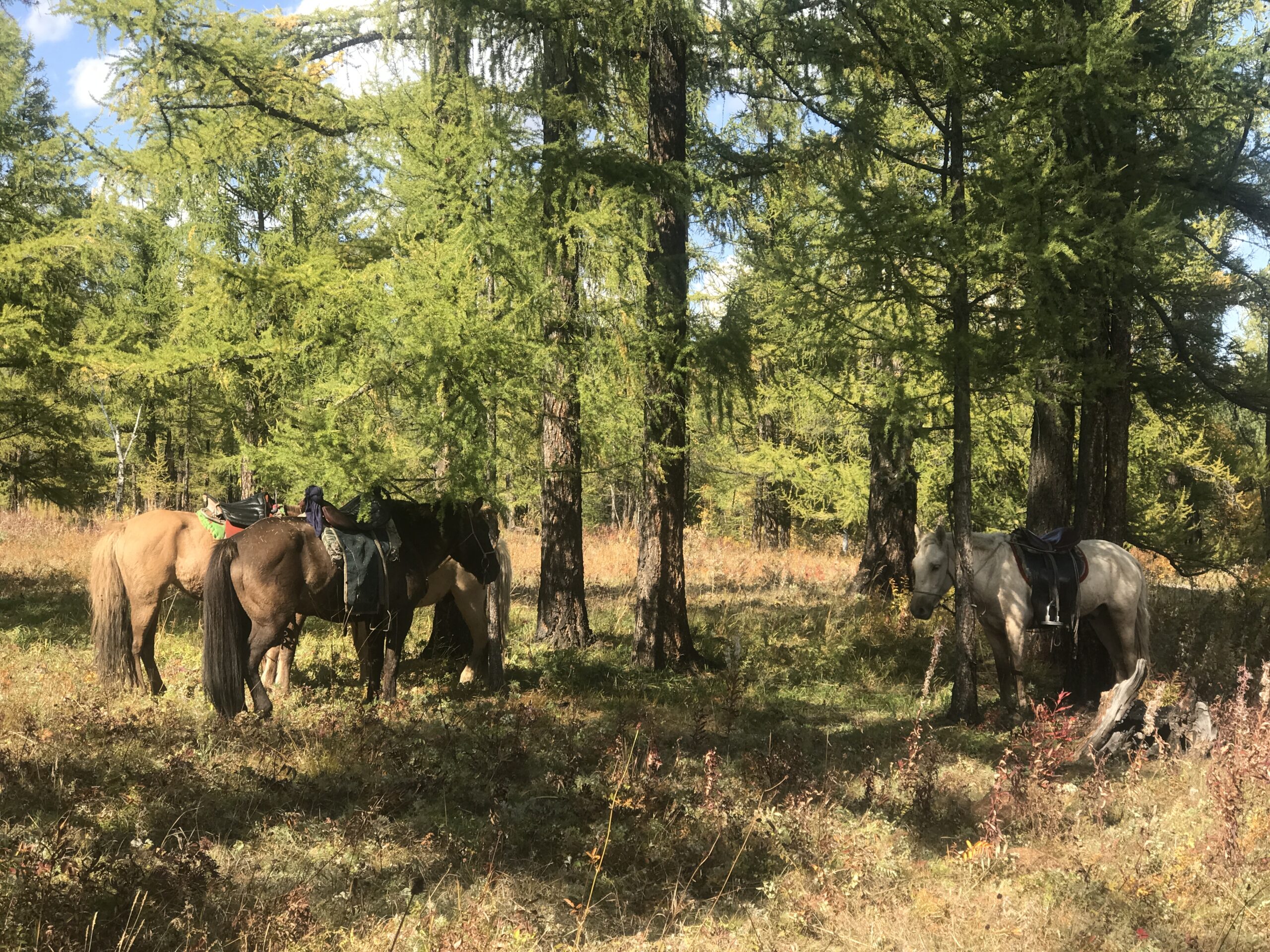 7-daagse Paardrijtocht Khagiin Khar Lake - Mongolië - Afbeelding 18
