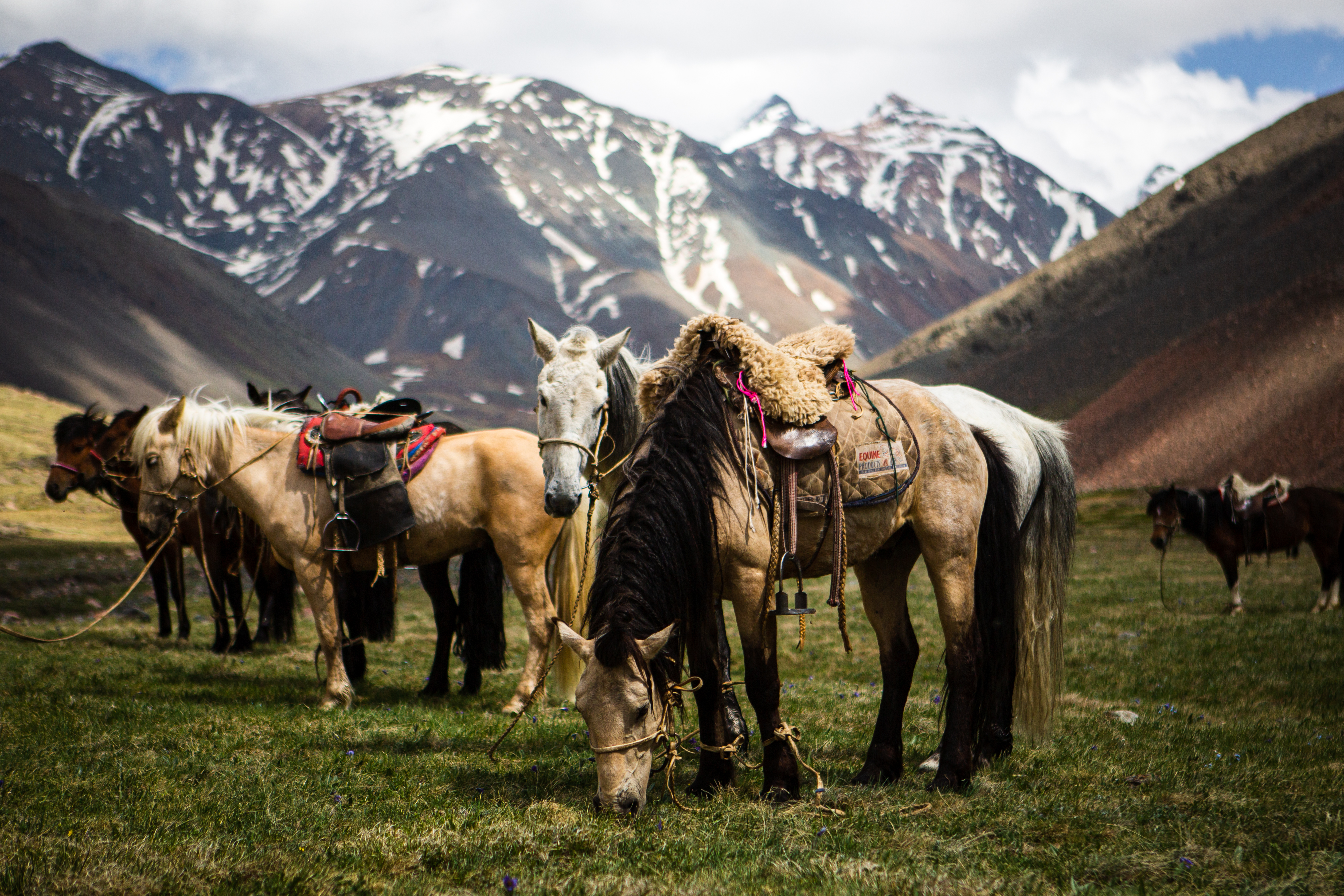 12-daagse Paardrijtocht Altai-gebergte - Mongolië - Afbeelding 53