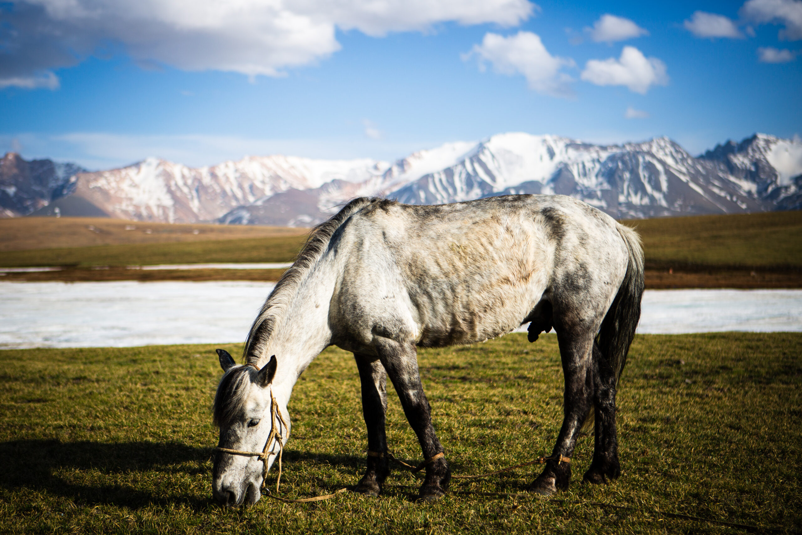 12-daagse Paardrijtocht Altai-gebergte - Mongolië - Afbeelding 35